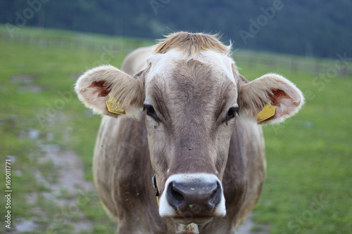 primo piano di una mucca al pascolo