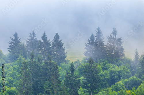 Fototapeta Naklejka Na Ścianę i Meble -  mountain forest in a dense blue mist