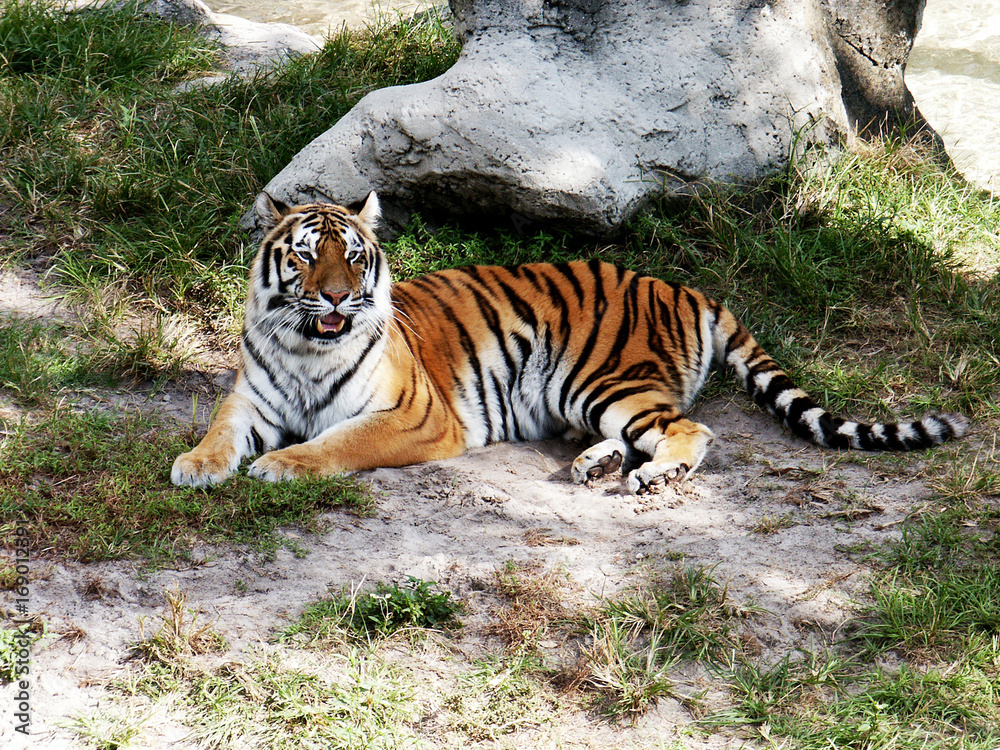 A Bengal tiger lounges in the shade underneath a tree. A Bengal tiger lounges in the shade underneath a tree.