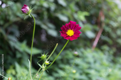 Bright red Cosmos flowers with eight petals and a yellow centre on a stem in full bloom in Summer in the garden with green leaves in the background photo