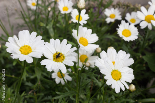 Anthemis arvensis known as corn chamomile, mayweed, scentless chamomile or field chamomile with insect in focus photo