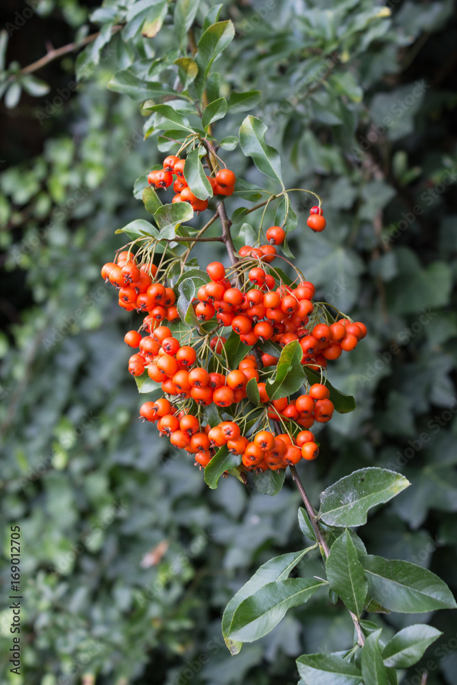 Wildberries from European rowan / Sorbus aucuparia Wildberries from European rowan / Sorbus aucuparia