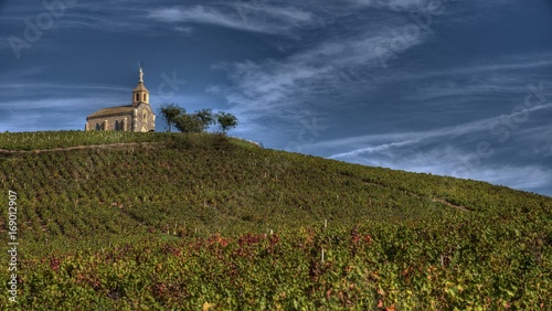 Vignoble en Beaujolais, Rhône, France