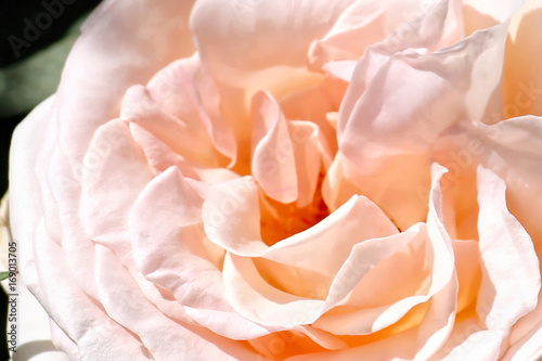Detail pink rose