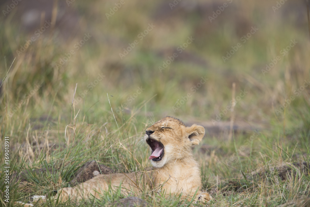 Naklejka premium Junger Loewe gaehnt