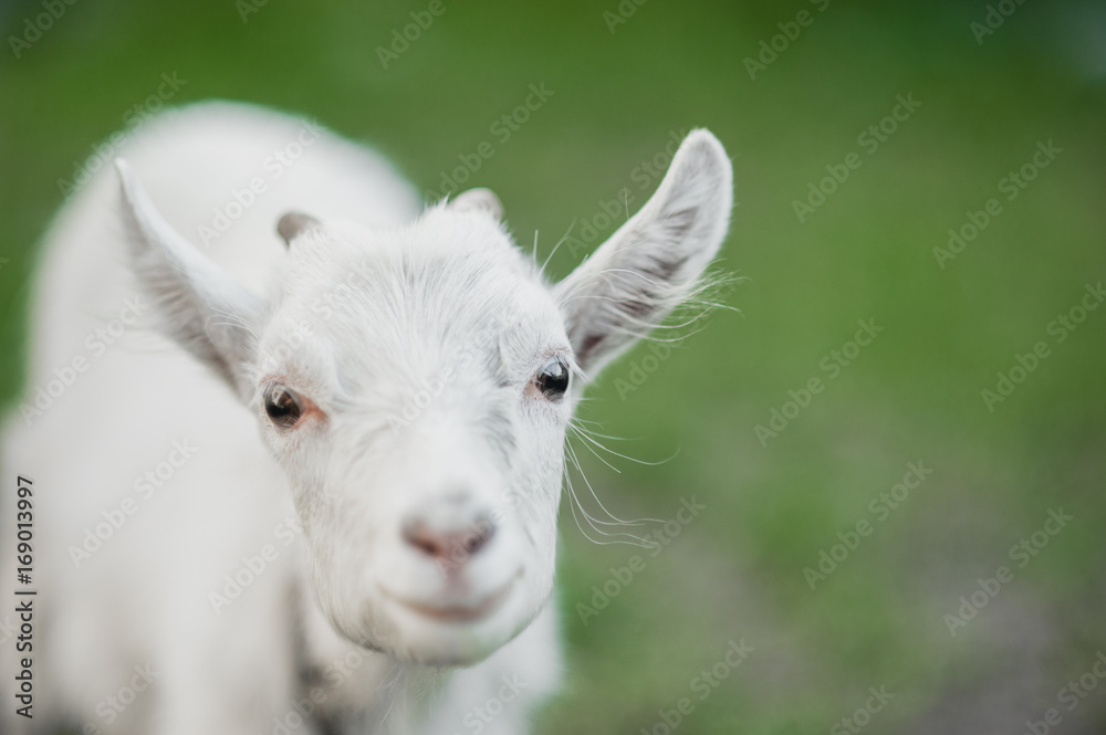 Obraz premium cute little white goat on the summer meadow