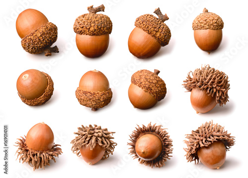 dried acorns isolated on the white background
