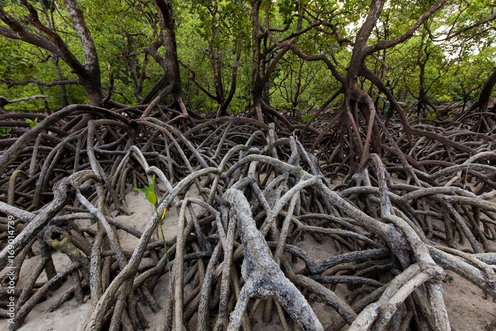 Mangrove trees forest on tropical shore