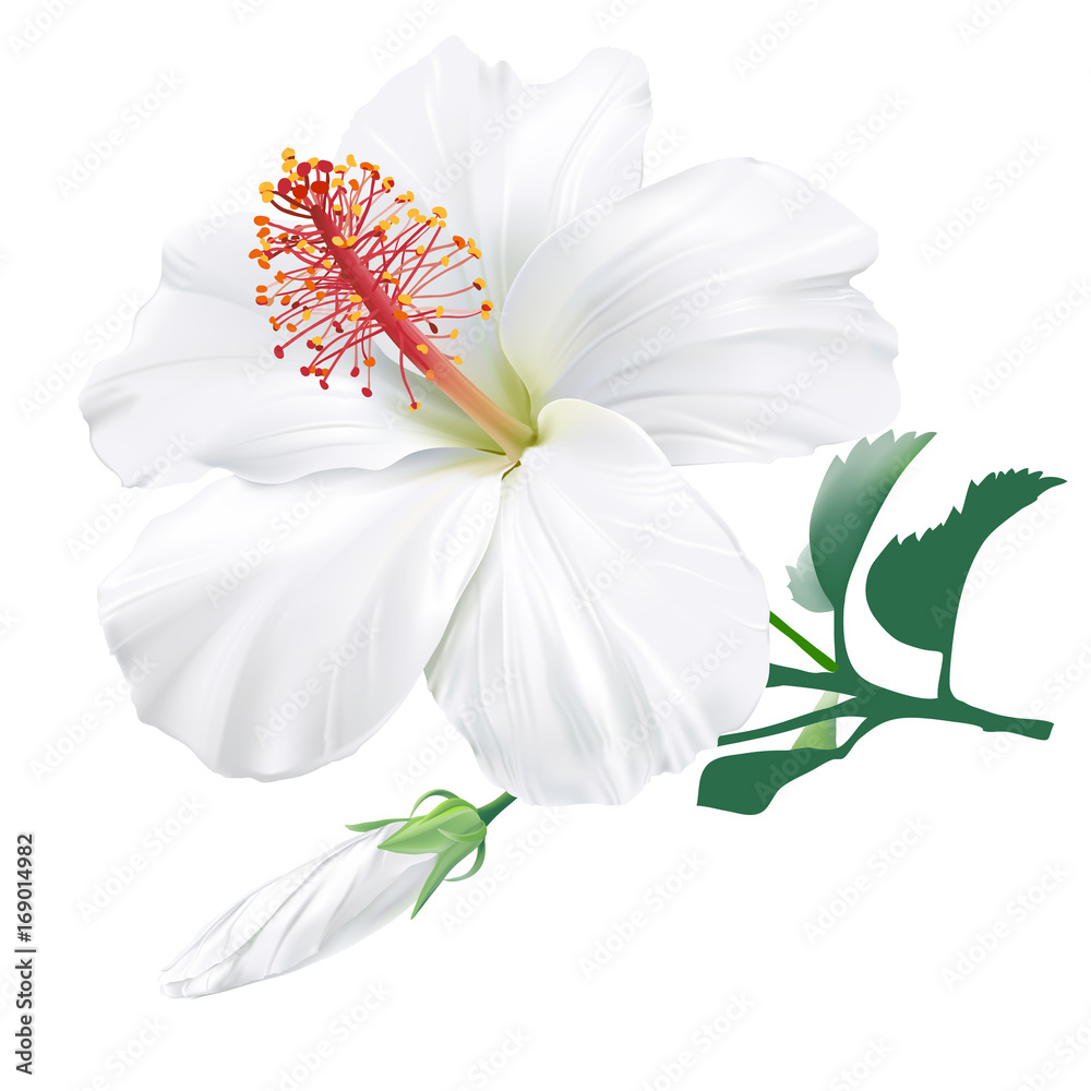 White tropical flowers top