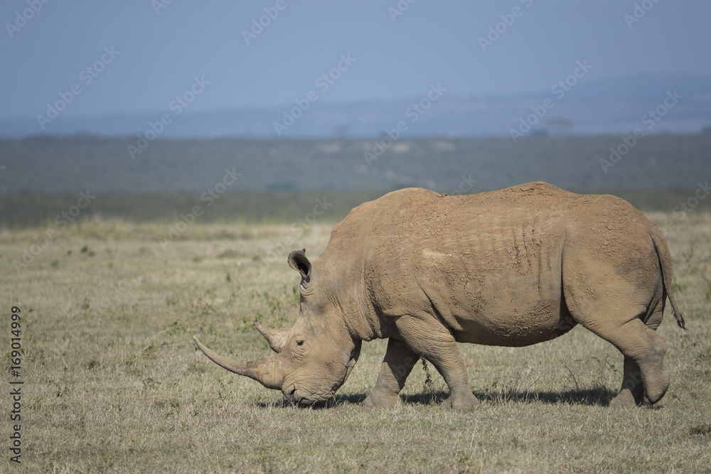 Obraz premium Nashorn bei der Nahrungsaufnahme