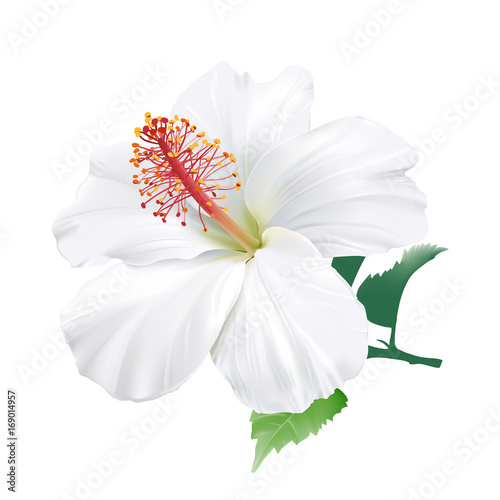 Hibiscus.
Hand drawn vector illustration of a large white tropical flower on transparent background.
