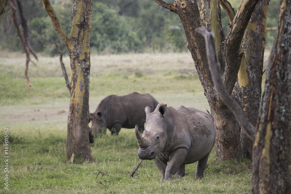 Nashorn durchstreift den Buschwald