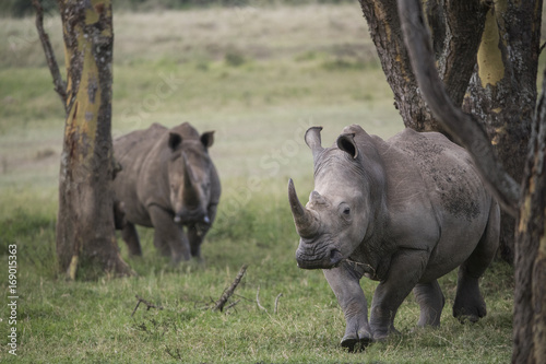 Nashorn durchstreift den Buschwald