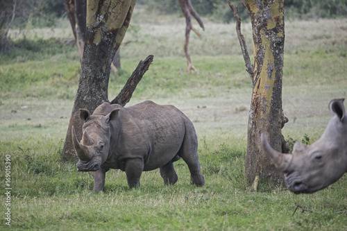 Nashorn durchstreift den Buschwald