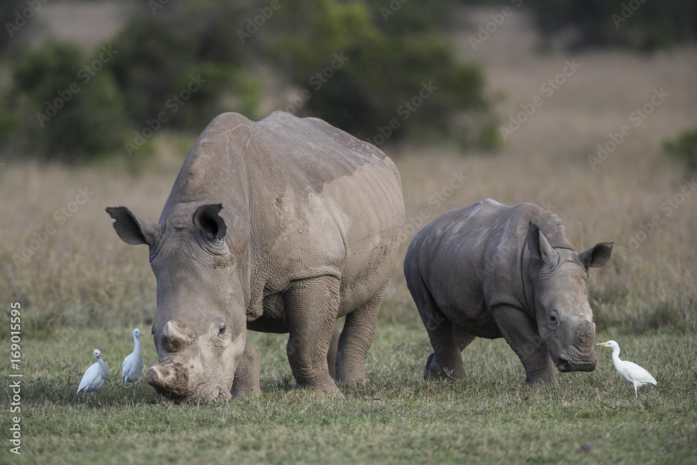 Nashorn mit Jungtier Nashorn mit Jungtier