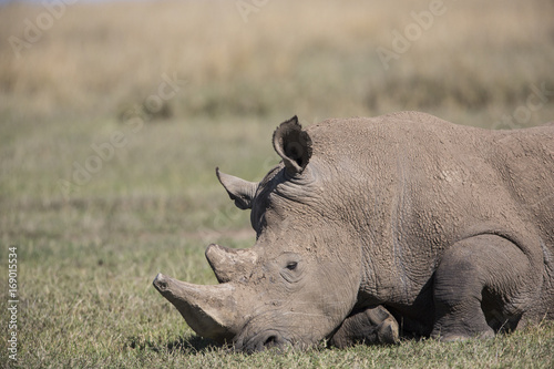 Nashorn ruht am Boden