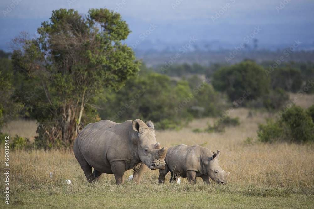 Nashorn mit Jungtier Nashorn mit Jungtier