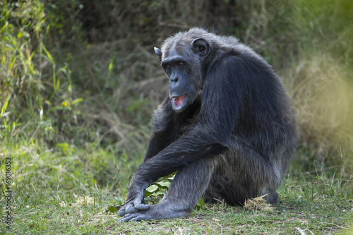 Schimpanse sitzt am Boden © aussieanouk