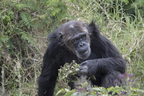 Portrait Schimpanse © aussieanouk