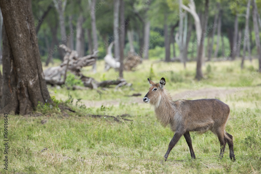 Wasserbock durchstreift den Buschwald Wasserbock durchstreift den Buschwald