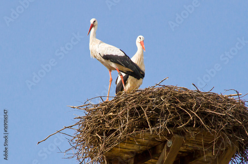 Storchenpaar auf dem Nistplatz photo