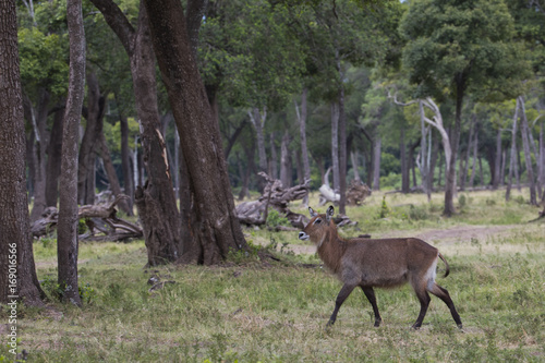 Wasserbock durchstreift den Buschwald