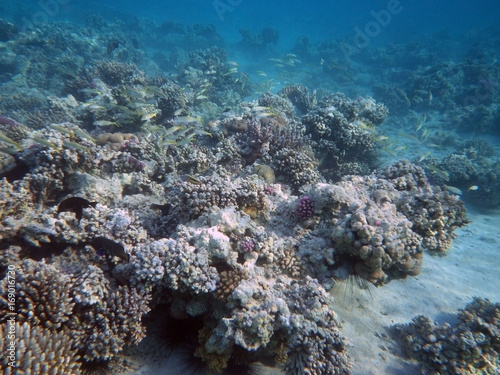 Sea urchins in corals
