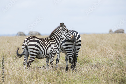 Zebra mit Jungtier