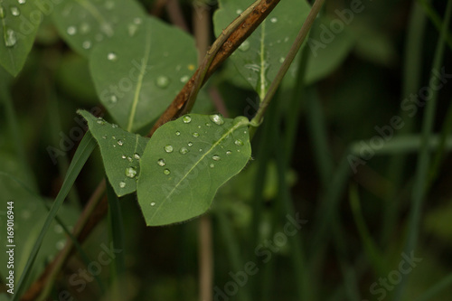 Green Leaf With Water Droplets on it.