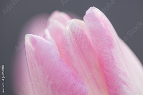 Pink Tulip Close Up © Carol