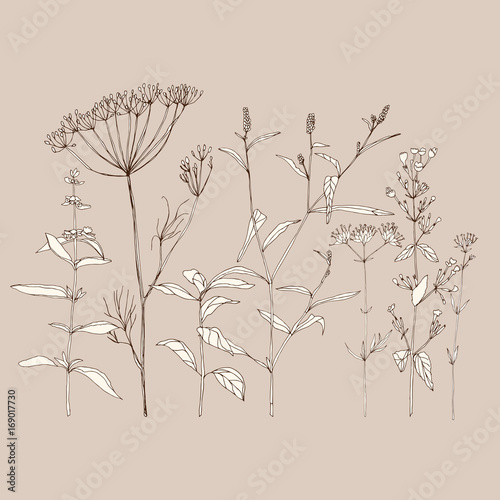 Wild herbs and flowers sketch drawing. Vector botanical illustration with hand drawn wild plants and flowers isolated on beige background.