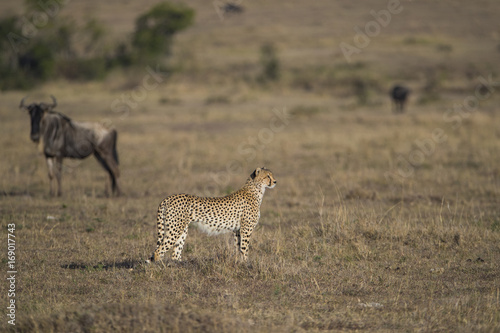 Gepard haelt nach Beute Ausschau