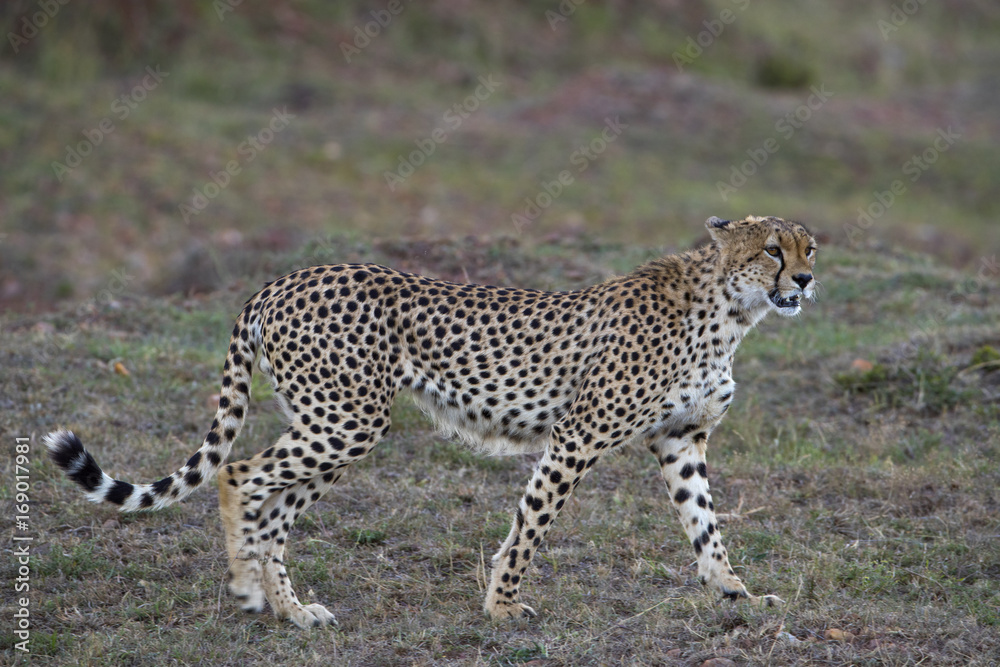 Gepard streift durch die Savanne Gepard streift durch die Savanne