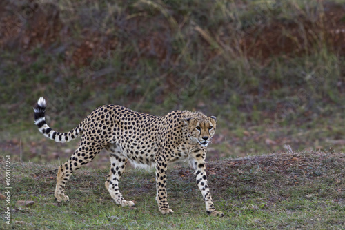 Gepard haelt nach Beute Ausschau
