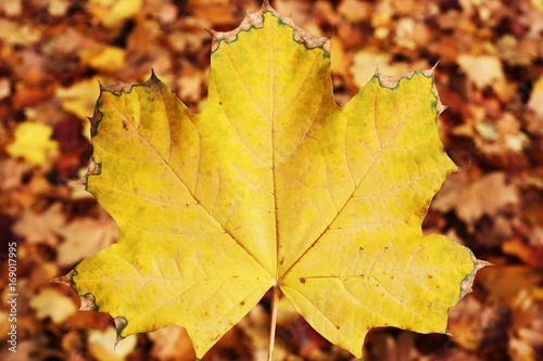 Autumn leaf leaves