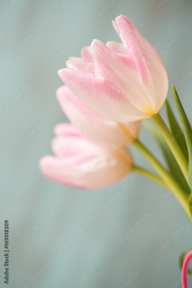 Pink and White Tulips on Blue Background
