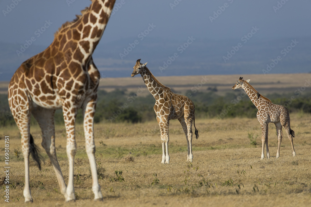 Fototapeta premium Giraffenfamile