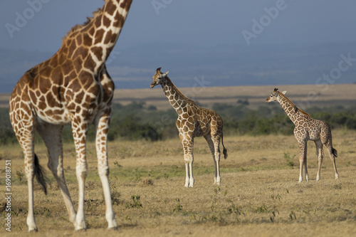 Giraffenfamile