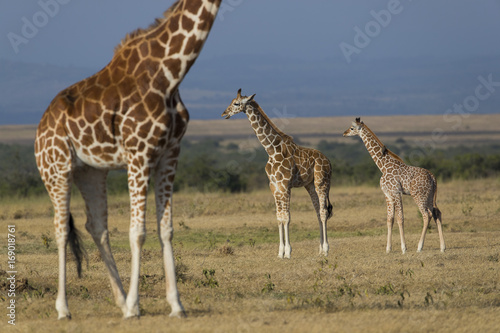 Giraffenfamile
