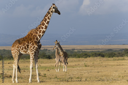 Junge Giraffen am Spielen