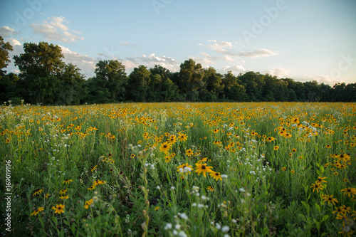 Wildflower fields at sunset.