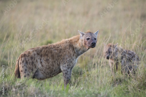 Hyaenen am Kadaver