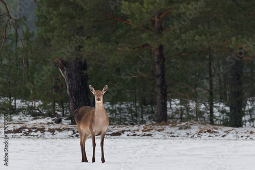 Single Adult Female Red Deer On Snowy Field At Pine Forest Background. European Wildlife Landscape With Snow And Deer ( Cervidae ). Portrait Of Lonely Graceful Deer. .