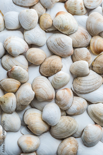 Collection of various clam shells in white and pastel portrait format