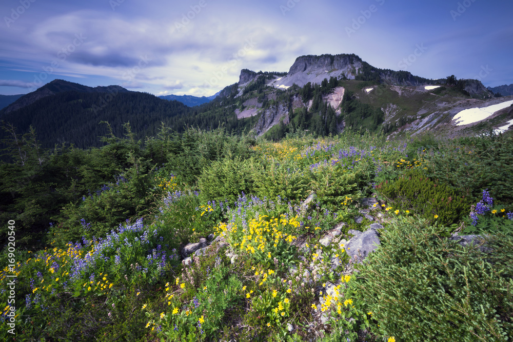 Mt. Baker Pacific North West Landscape Wildflowers Mountains