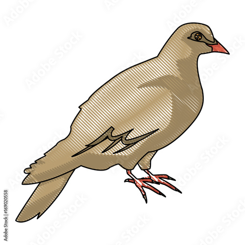dove of peace nature animal concept icon vector illustration