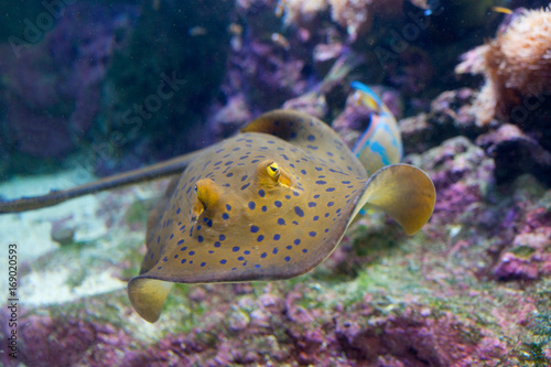 Torpedine macchiata di blu  Taeniura lymma 