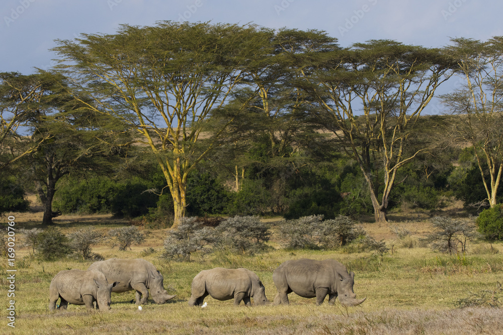 Fototapeta premium Nashoerner bei der Nahrungsaufnahme