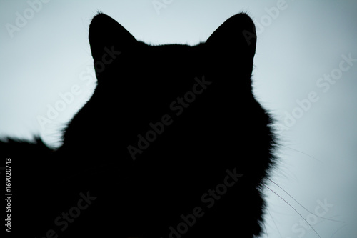 horizontal facial silhouette of head ofcat with whiskers
