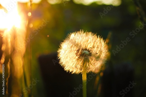 spring dandelion in backlight
